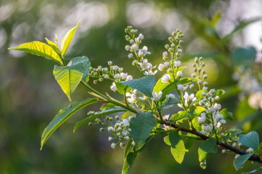 Kuş kirazı açan beyaz çiçekler. Çiçek açan kiraz ağacı. Beyaz Çiçekli Prunus Padus Ağacı 'nın yakın çekimi. Baharda çiçek açan tatlı kuş kiraz ağacı. İlkbahar konsepti.
