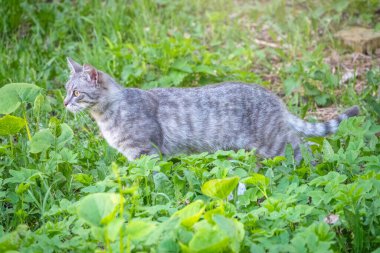 Güzel pofuduk gri bir kedi gün batımında yeşil bir çimenlikte yürüyor. Yeşil çimlerin arka planında başıboş kedi grisi rengi. Evsiz hayvanlar.