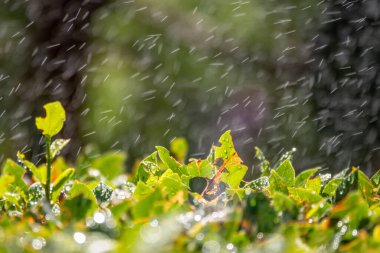 Sulama suyuyla budanmış çalılar. Doğal arkaplan