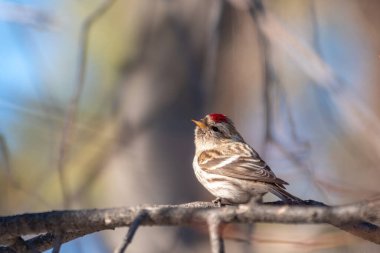 Common redpoll, cute bird with bright red patch on its forehead sits on tree branch without leaves in sunny spring day. Acanthis flammea, female clipart