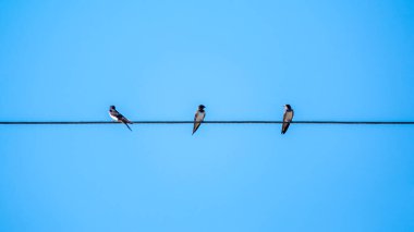 Kabloların üzerinde oturan bir grup kırlangıç. Kırlangıçlar elektrik teline oturur..