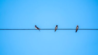 Kabloların üzerinde oturan bir grup kırlangıç. Kırlangıçlar elektrik teline oturur..