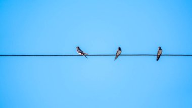 Kabloların üzerinde oturan bir grup kırlangıç. Kırlangıçlar elektrik teline oturur..