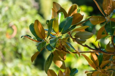 Taze manolya yaprakları dalda. Magnolia grandiflora, genellikle güney manolya ya da boğa körfezi olarak bilinir, taze yeşil yapraklı dal.