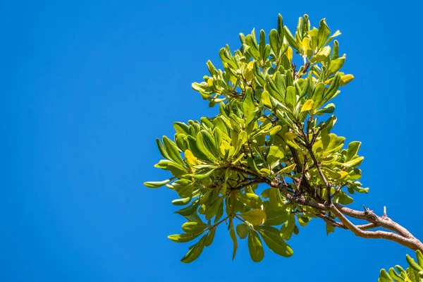 Fresh magnolia leaves on a branch. Magnolia grandiflora, commonly known as the southern magnolia or bull bay, branch with fresh green leaves