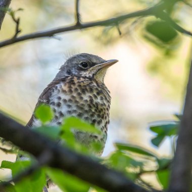Tarla civcivi Turdus Pilaris yuvadan ayrıldı ve bir dalın üzerinde oturuyor. Sahada oturan bir civciv ağaç dalında ebeveynini bekliyor. Bahar Ormanından vahşi yaşam sahnesi.