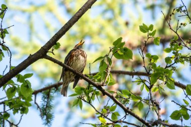 Ardıç kuşu, Turdus Philomelos, bir dalda şarkı söyler. Kuşlar çiftleşme oyunları.