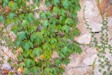 Kaya duvarında büyüyen yeşil sürüngen bitkisi. Sürünen bitkilerle dolu eski taş duvar.