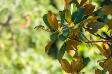 Taze manolya yaprakları dalda. Magnolia grandiflora, genellikle güney manolya ya da boğa körfezi olarak bilinir, taze yeşil yapraklı dal.
