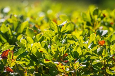 Sonbahar parkındaki budanmış dallarda yeşil ve sarı yapraklı çalılar. Gün batımı ışığı olan doğa arkaplanı