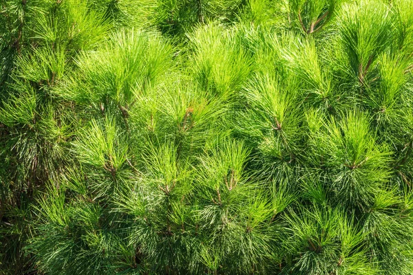 Mavi gökyüzünün arka planında uzun iğneler olan yeşil çam ağacı. Uzun iğneli yemyeşil çam ağacından bir taç. Tazelik, doğa, konsept. Pinus pinea, İtalyan taş çamı, şemsiye çamı ve şemsiye çamı olarak da bilinir.