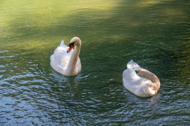 İki zarif beyaz kuğu karanlık suda yüzüyor. Dilsiz kuğu, Cygnus rengi.