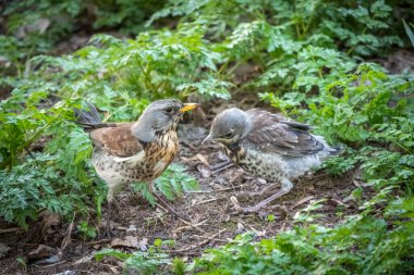 Ardıç kuşu, Turdus pylaris, yerdeki solucanlarla yavruları besler. Yetişkin bir civciv yuvayı terk etti ama ailesi ona bakmaya devam ediyor. Bahar Ormanından vahşi yaşam sahnesi.