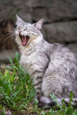 Güzel pofuduk gri bir kedi gün batımında bahar çimlerinde oturur. Taze ve kuru çimenlerin arka planında başıboş kedi grisi rengi var. Evsiz hayvanlar.