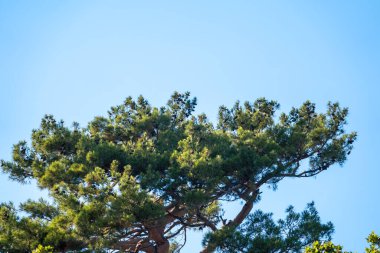 Mavi gökyüzünün arka planında uzun iğneler olan yeşil çam ağacı. Uzun iğneli yemyeşil çam ağacından bir taç. Tazelik, doğa, konsept. Latince: Pinus brutia