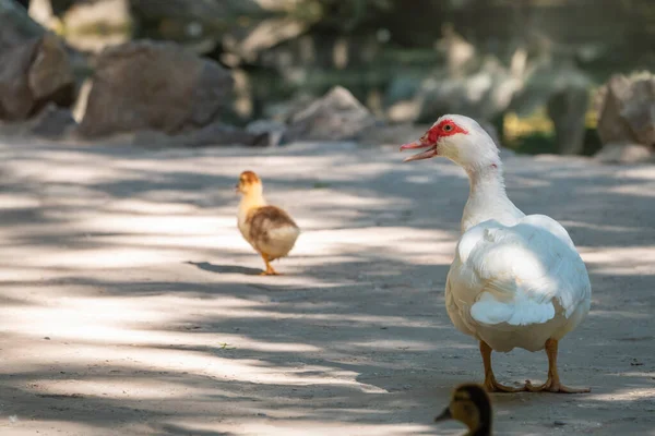 White and black duck with red head, The Muscovy duck, walks on the shore of the pond with its Cute little ducklings. The Muscovy duck, lat. Cairina moschata is a large duck native to Mexico and Central and South America.
