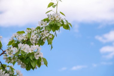 Mavi gökyüzünün arka planında beyaz çiçekli elma ağacı dalları. Güneşli bir bahar gününde çiçek açan elma ağacının kabarık dalları mavi gökyüzü arkaplanının önünde, arka planda fotokopi alanı olan bahar arkaplanı
