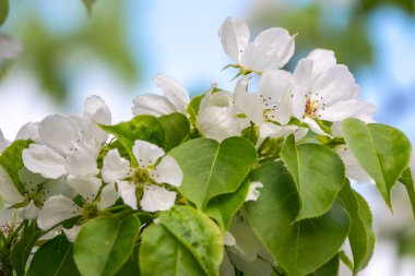 Beyaz çiçek açan elma ağaçları. Beyaz elma ağacı çiçekleri. Bahar mevsimi, bahar renkleri