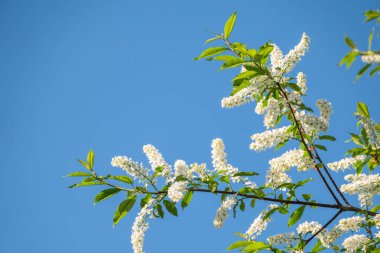 Mavi gökyüzünün arka planında beyaz çiçekli kuş kiraz dalları. Çiçek açan kuş kiraz ağacının kabarık dalları, Prunus padus, güneşli bir bahar gününde mavi gökyüzü arka planında