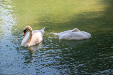 İki zarif beyaz kuğu karanlık suda yüzüyor. Dilsiz kuğu, Cygnus rengi.