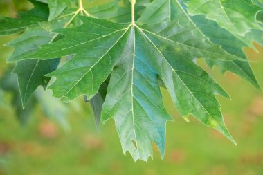 Gün batımında Pltatanus oreintalis ağacının yeşil yaprakları. Platanus orientalis, Eski Dünya çınarı ya da Doğu düzlemi.