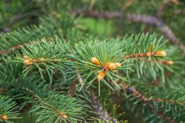 Baharda filizlenmiş fidan dalları. Baharda genç yeşil ladin filizleri. Yeşil arka planda ladin dalları. Bahar ormanlarında dalda yetişen köknar ağacı filizleri.