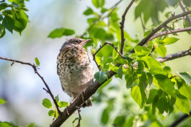 Tarla civcivi Turdus Pilaris yuvadan ayrıldı ve bir dalın üzerinde oturuyor. Sahada oturan bir civciv ağaç dalında ebeveynini bekliyor. Bahar Ormanından vahşi yaşam sahnesi.