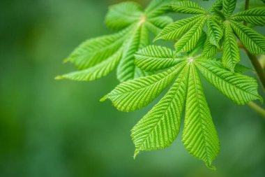Yeşil Kestane Yaprakları güzel bir ışık tutuyor. Bahar mevsimi, bahar renkleri. Aesculus hipocastanum, at kestanesi.