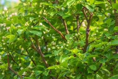 Beyaz çiçek açan elma ağaçları. Beyaz elma ağacı çiçekleri. Bahar mevsimi, bahar renkleri