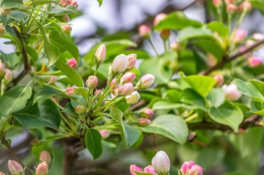 Beyaz ve pembe çiçek açan elma ağaçları. Bahar mevsimi, bahar renkleri