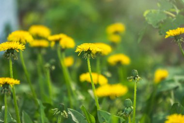 Sarı karahindiba tarlası. Yaz karahindiba tarlası. Taraxacum officinale, sıradan karahindiba.