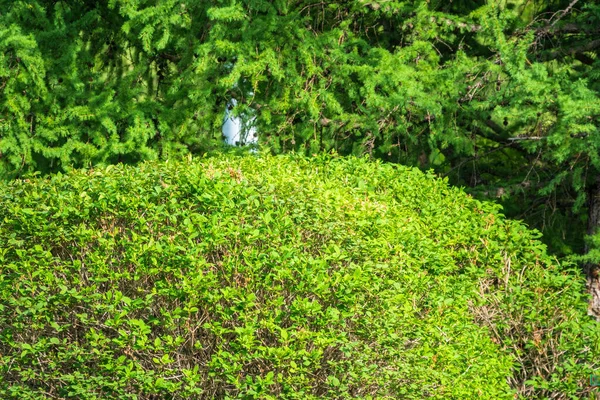 Green bushes with trimmed branches and young leaves. Background image.