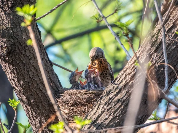 Drosselfeld Füttert Küken Mit Regenwürmern Drossel Turdus Pilaris Mit Neugeborenen — Stockfoto