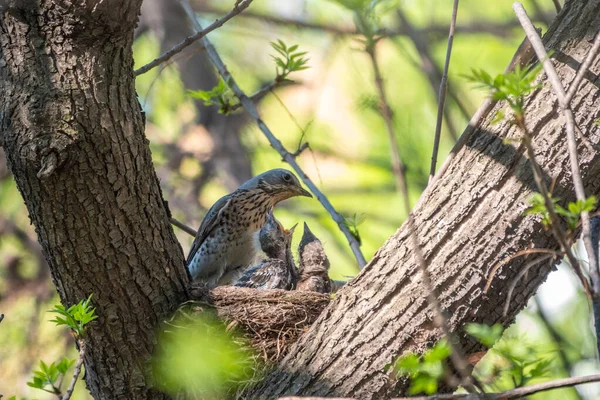 Drosselfeld Turdus Pilaris Einem Nest Mit Küken Feldzug Mit Küken — Stockfoto