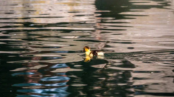 Leuk Eendje Dat Alleen Zwemt Een Meer Met Groen Water — Stockfoto