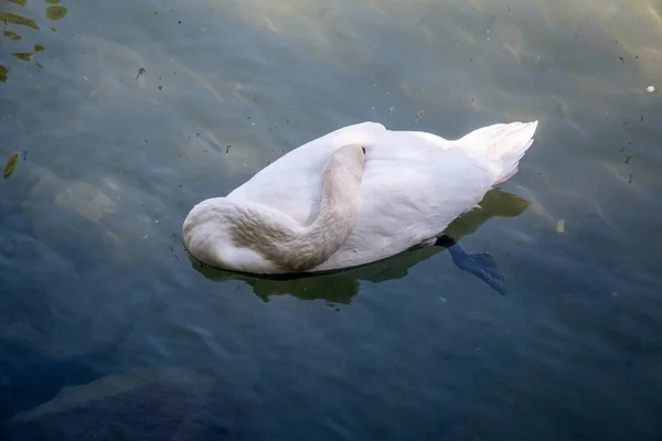 Lebădă Albă Grațioasă Înotând Lac Apă Verde Închis Lebăda Albă — Fotografie, imagine de stoc