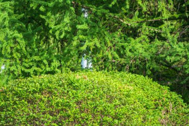 Kuş kirazı açan beyaz çiçekler. Çiçek açan kiraz ağacı. Beyaz Çiçekli Prunus Padus Ağacı 'nın yakın çekimi. Baharda çiçek açan tatlı kuş kiraz ağacı. İlkbahar konsepti.