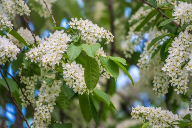 Kuş kirazı açan beyaz çiçekler. Çiçek açan kiraz ağacı. Beyaz Çiçekli Prunus Padus Ağacı 'nın yakın çekimi. Baharda çiçek açan tatlı kuş kiraz ağacı. İlkbahar konsepti.