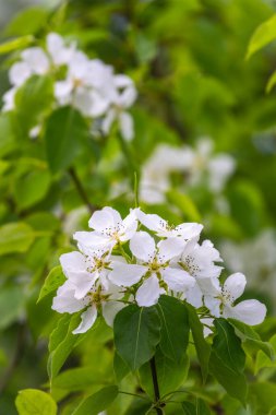 Beyaz çiçek açan elma ağaçları. Beyaz elma ağacı çiçekleri. Bahar mevsimi, bahar renkleri