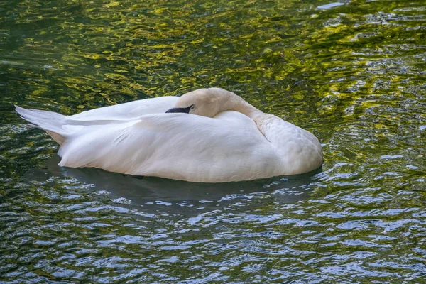 Elegante Cisne Blanco Nadando Lago Con Agua Verde Oscura Cisne — Foto de Stock