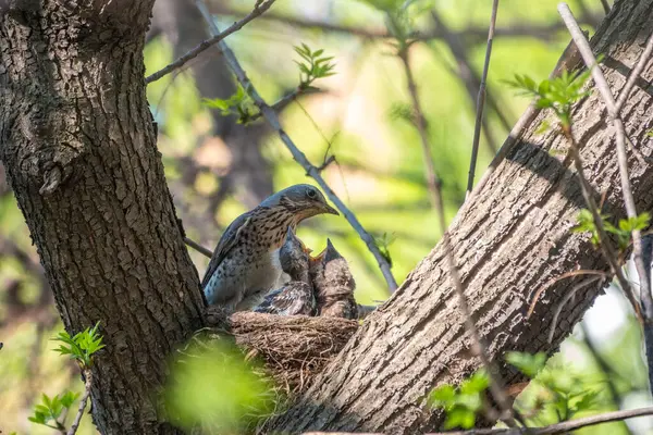 Drosselfeld Turdus Pilaris Einem Nest Mit Küken Feldzug Mit Küken — Stockfoto