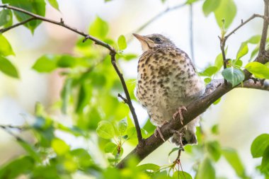 Tarla civcivi Turdus Pilaris yuvadan ayrıldı ve bir dalın üzerinde oturuyor. Sahada oturan bir civciv ağaç dalında ebeveynini bekliyor. Bahar Ormanından vahşi yaşam sahnesi.