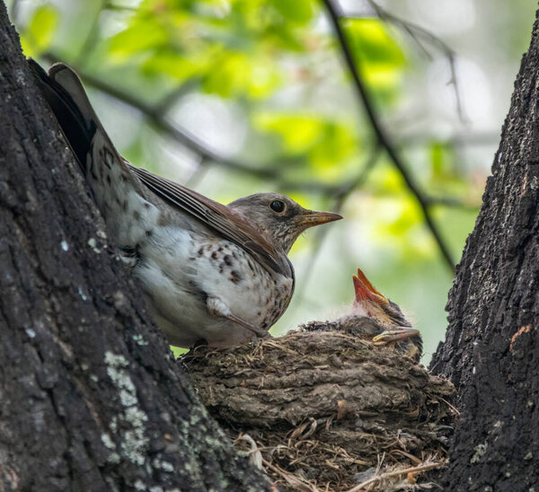 Thrush fieldfare, Turdus pilaris, in a nest with chicks. The Fieldfare with chicks in the wild nature.