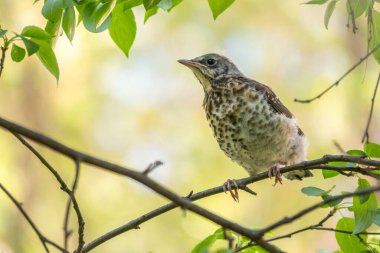 Tarla civcivi Turdus Pilaris yuvadan ayrıldı ve bir dalın üzerinde oturuyor. Sahada oturan bir civciv ağaç dalında ebeveynini bekliyor. Bahar Ormanından vahşi yaşam sahnesi.