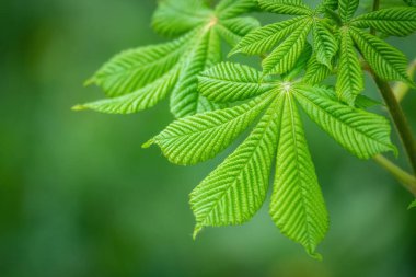 Yeşil Kestane Yaprakları güzel bir ışık tutuyor. Bahar mevsimi, bahar renkleri. Aesculus hipocastanum, at kestanesi.