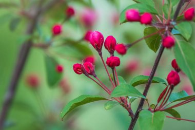 Çiçek açan bir elma ağacının mavi arka planlı taze pembe çiçekleri. Armut dibine düşermiş. Pembe çiçekler, yakın plan..