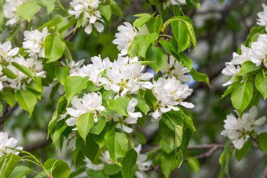 Beyaz çiçek açan elma ağaçları. Beyaz elma ağacı çiçekleri. Bahar mevsimi, bahar renkleri
