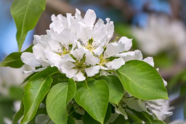 Beyaz çiçek açan elma ağaçları. Beyaz elma ağacı çiçekleri. Bahar mevsimi, bahar renkleri