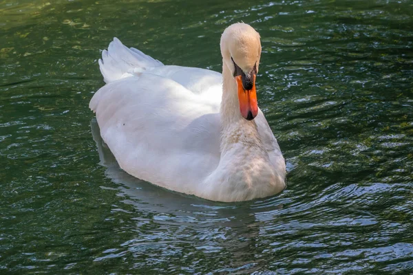 Elegante Cisne Blanco Nadando Lago Con Agua Verde Oscura Cisne —  Fotos de Stock