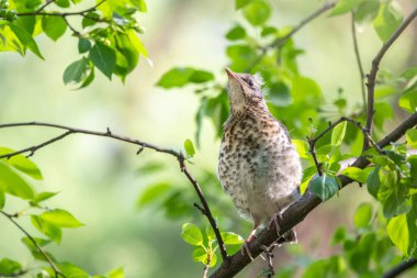 Tarla civcivi Turdus Pilaris yuvadan ayrıldı ve bir dalın üzerinde oturuyor. Sahada oturan bir civciv ağaç dalında ebeveynini bekliyor. Bahar Ormanından vahşi yaşam sahnesi.